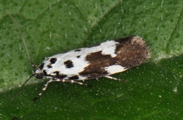 Ethmia quadrillella