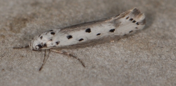 Ethmia terminella
