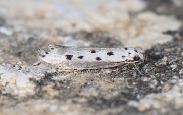Ethmia terminella
