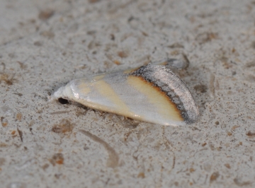 Eublemma himmighoffeni