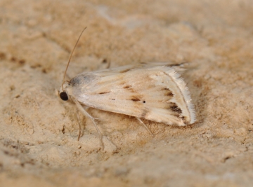 Eublemma ostrina