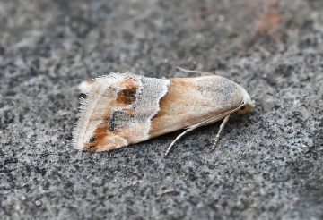 Eublemma parva