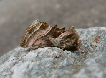 Euchalcia variabilis