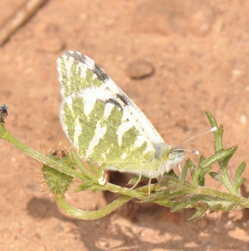 Euchloe belemia