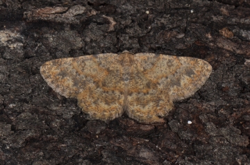 Euchrognophos mucidaria