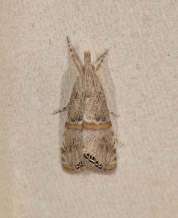 Euchromius superbellus