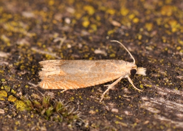 Eucosma conterminana
