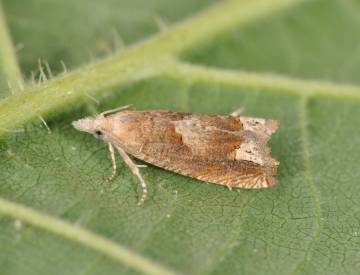 Eucosma conterminana