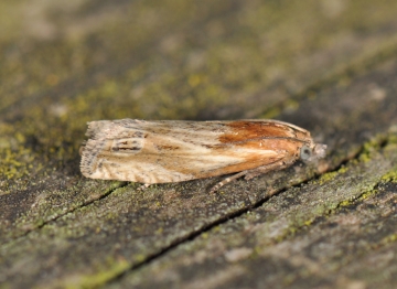 Eucosma hohenwartiana