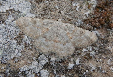 Euchrognophos mucidaria