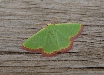 Eucrostes indigenata