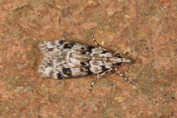 Eudonia delunella