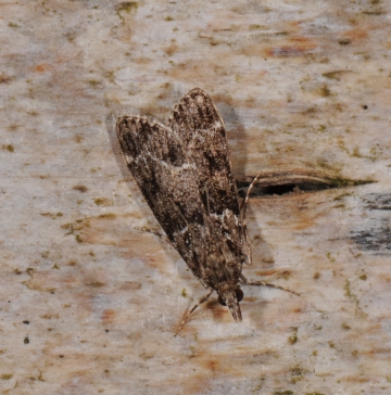 Eudonia mercurella