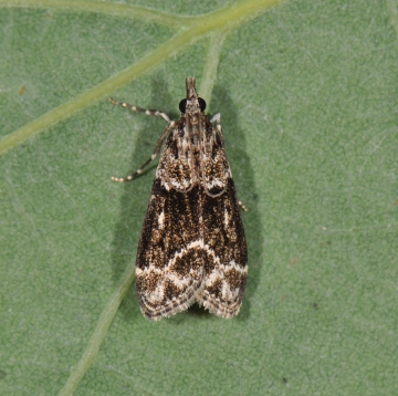 Eudonia mercurella