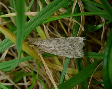 Eudonia pallida