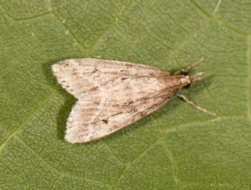 Eudonia pallida