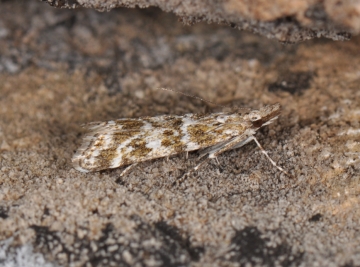 Eudonia sudetica