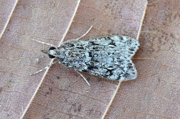 Eudonia truncicolella
