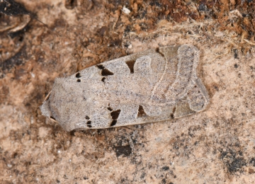 Eugnorisma glareosa