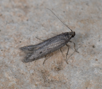Eulamprotes helotella