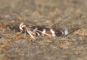 Eulamprotes wilkella