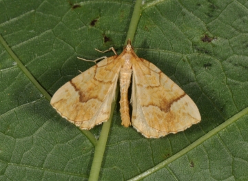 Eulithis mellinata