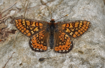Euphydryas aurinia