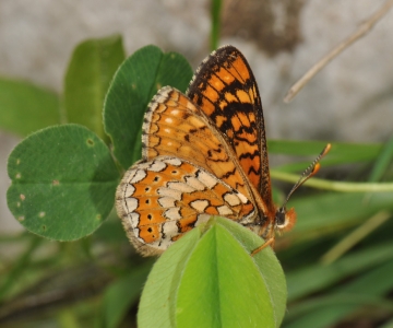 Euphydryas aurinia