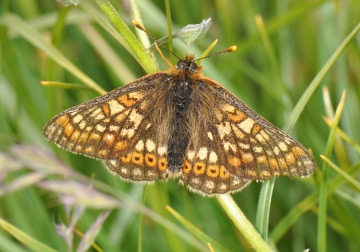 Euphydryas aurinia