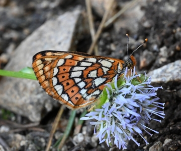 Euphydryas cynthia