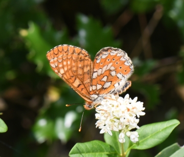 Euphydryas desfontainii