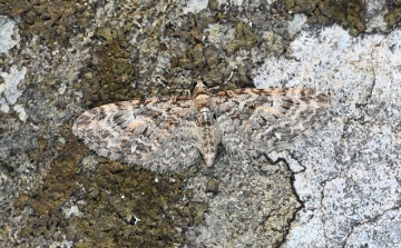 Eupithecia abbreviata