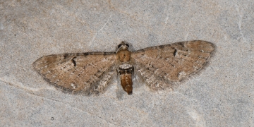 Geometridae: Eupithecia absinthiata