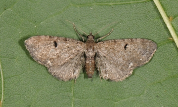 Eupithecia assimilata
