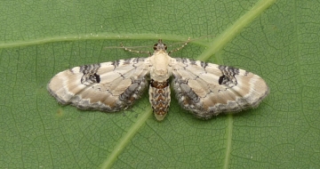 Eupithecia centaureata