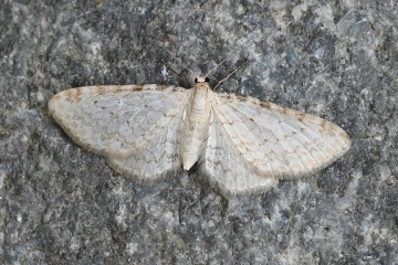 Eupithecia cretaceata