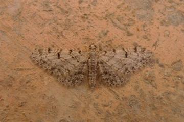 Eupithecia distinctaria