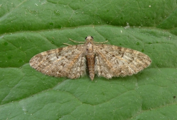 Eupithecia dodoneata