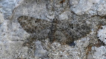 Eupithecia dodoneata