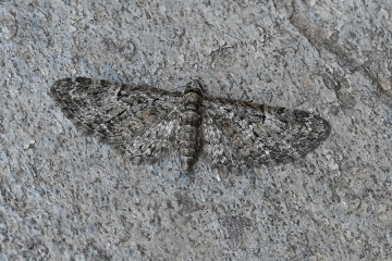 Eupithecia dodoneata