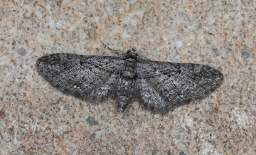 Eupithecia ericeata