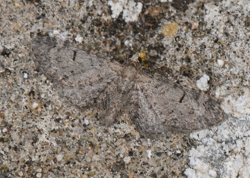 Eupithecia extraversaria