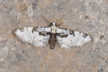 Eupithecia extremata