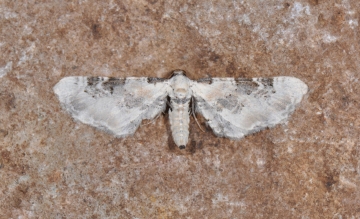 Eupithecia gratiosata