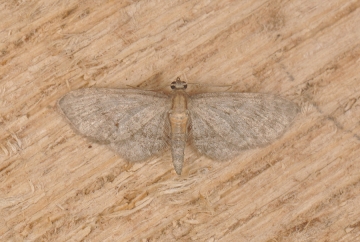 Eupithecia haworthiata