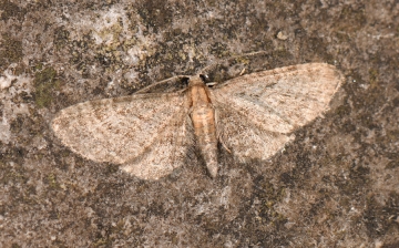 Eupithecia haworthiata