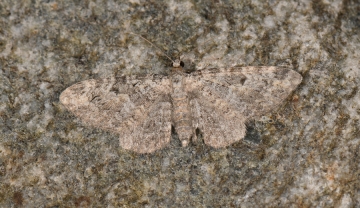 Eupithecia impurata