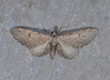 Eupithecia innotata
