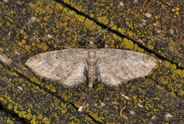Eupithecia inturbata