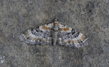 Eupithecia linariata